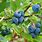 Blueberry Plant Tree