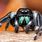 Bold Jumping Spider Pet