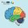 Brain Anatomy Cartoon
