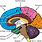 Brain Anatomy Inside