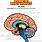 Brain Anatomy for Kids