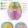 Brain Blood Flow Diagram