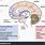 Brain Dopamine and Serotonin