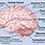 Brain Parts Psychology