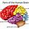 Brain Sections Labeled