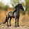 Breyer Friesian Horse