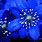 Bright Blue Flower Wallpaper