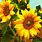 Bright Wallpaper Sunflower