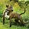Brindle Pit Bull Terrier