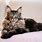Brown Maine Coon Cat
