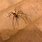 Brown Recluse Spider Kansas