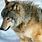 Brown Timber Wolf