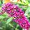 Buddleia Buzz Velvet