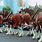 Budweiser Clydesdales Gallery