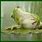 Budwiswer Frogs GIF