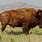 Buffalo Bison Animals