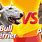 Bull Terrier vs Pit Bull