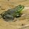 Bullfrog Animal