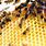 Bumble Bee Hive
