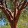 Bursera Simaruba Tree Image