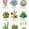 Cactus Flower Name