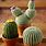 Cactus Knitting Pattern Free