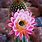 Cactus Plants That Flower