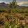 Cactus in Nature