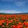 California Poppy Fields