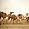 Camel Races Dubai