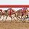 Camel Racing Qatar