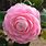 Camellia Japonica Pink Varieties