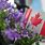 Canada Flag Flower