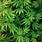 Cannabis Leaf Wallpaper