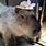 Capybara in Hat