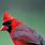 Cardinal Bird Feathers