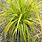 Carex Everillo