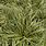Carex Everoro