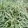 Carex Ice Dance Grass