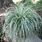 Carex Oshimensis Everest