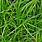 Carex Sedge grass