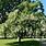 Carolina Silverbell Tree