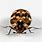 Carpet Beetle Bugs