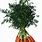 Carrot Plant PNG