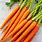 Carrot Veg