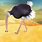 Cartoon Ostrich Head in Sand