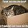 Cat Box Meme