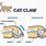 Cat Claws Anatomy