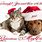 Cat Dog Christmas Cards