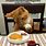 Cat Eating Breakfast